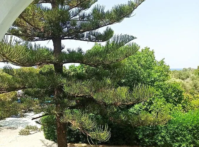 Summer Dream 3* Θεολόγος